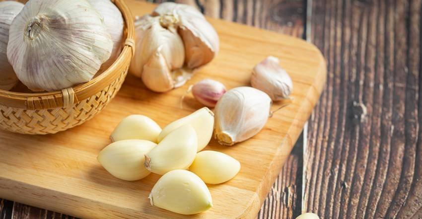 raw garlic benefits