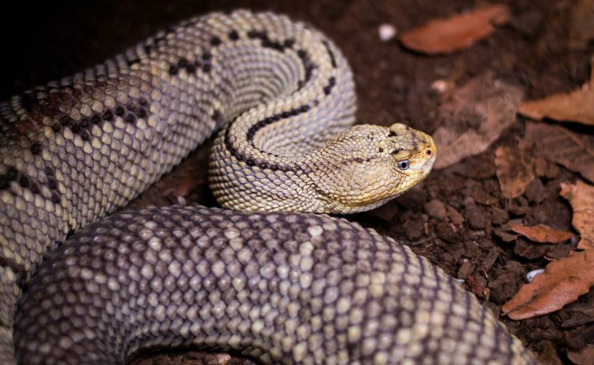 snake island venom research