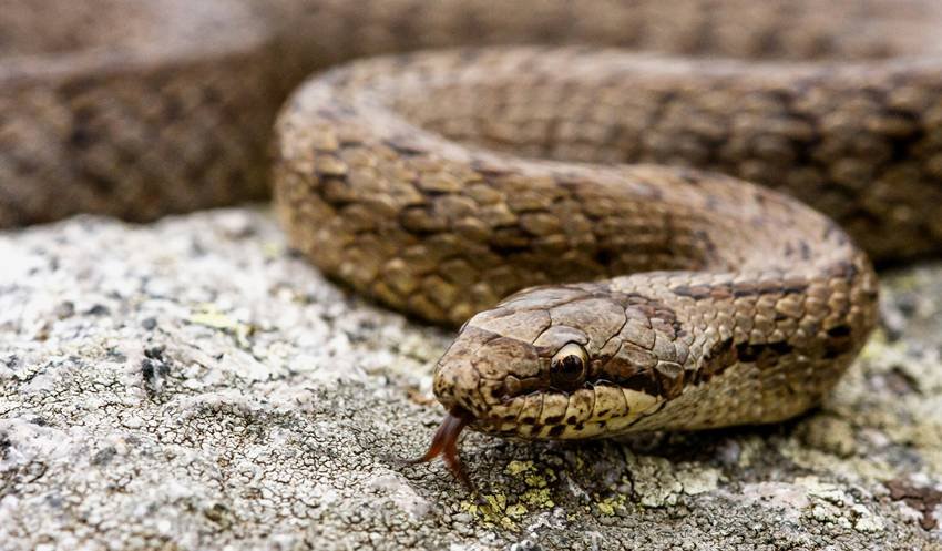 deadly snakes Brazil