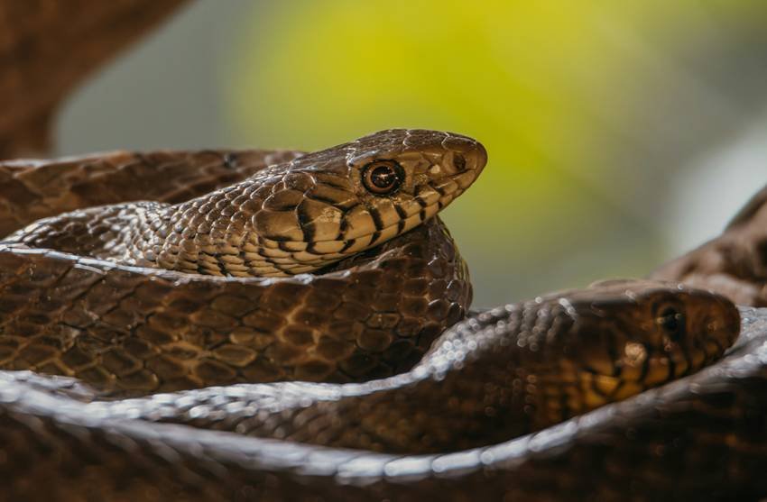 snake island population