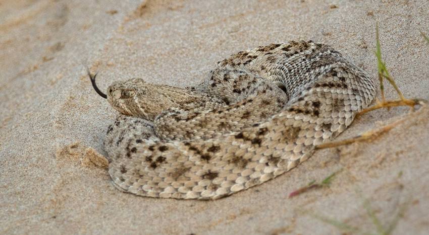 Brazilian snake island mystery