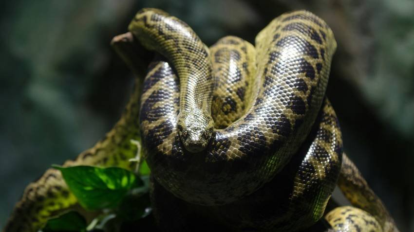 Golden lancehead viper