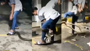 Snake Viral Video, Snake Video, Trending Video