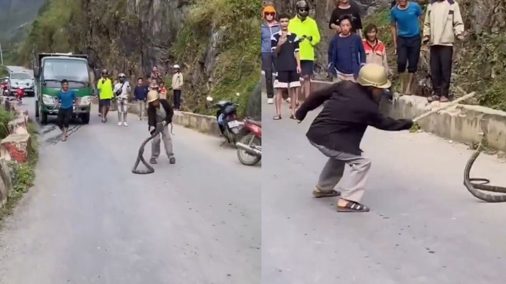 Snake Viral Video, Cobra Video, Viral Video