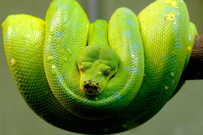 Snake nature and habitat