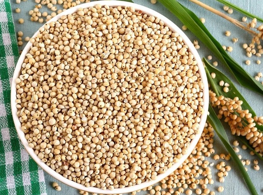 Sorghum