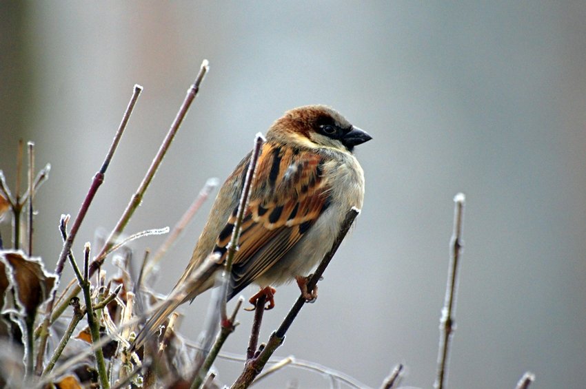 Sparrow Brings Prosperity But These Birds Bring Misfortune