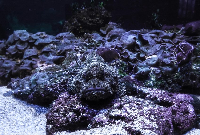 Stonefish bite symptoms