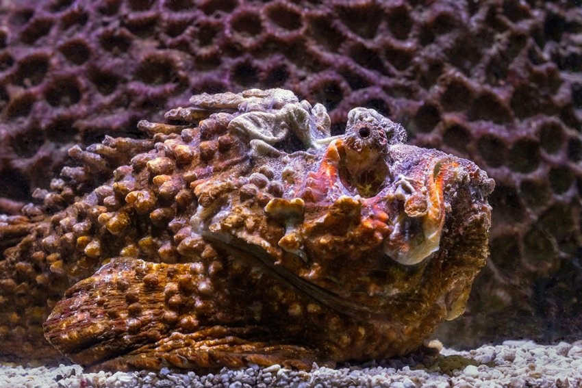 Stonefish camouflage