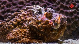 Stonefish habitat and behavior