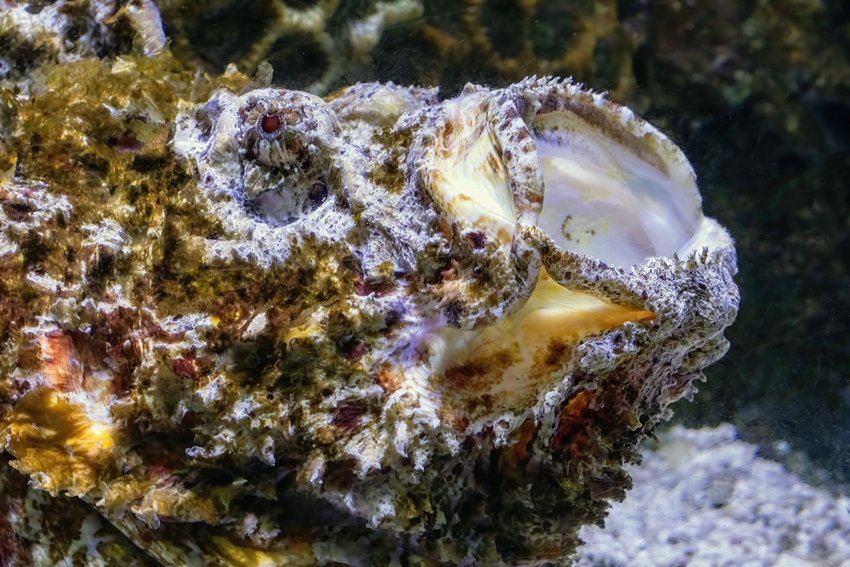 Stonefish sting treatment