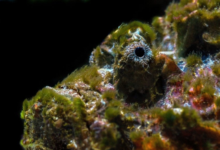 Stonefish venom