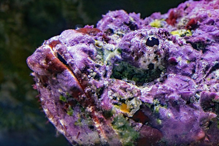 Stonefish