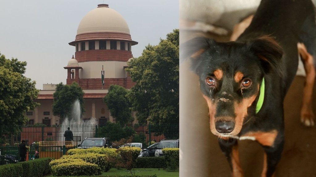 Supreme Court, Stray Dogs, Hindi News Supreme Court, Stray Dogs, Hindi News