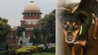 Supreme Court, Stray Dogs, Hindi News