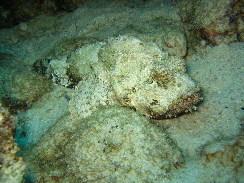 Synanceia verrucosa