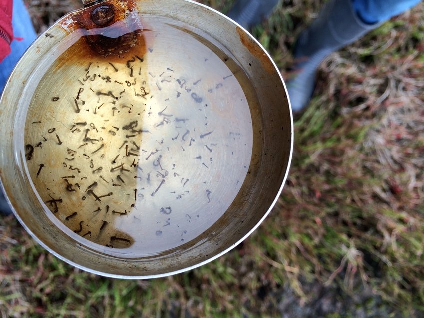 The Country Where Even Mosquitoes Give Up Discover Iceland Secret