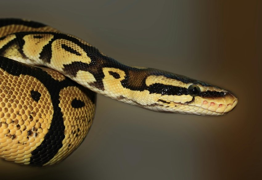 The Secret Life of Lazy Snakes