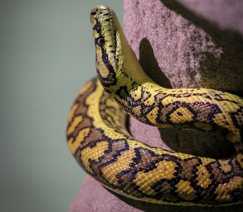 These Snakes Can Take Down Any Prey in Seconds