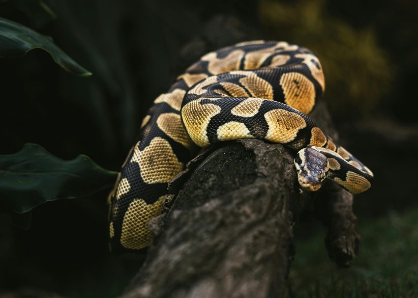 They Look Calm but Kill Instantly