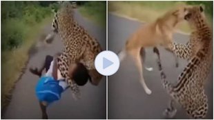 Tiger Attack on Child, Dog and tiger fight, viral video,