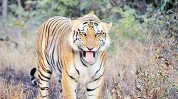 बाघों द्वारा मानव पर होने वाले हमलों को रोकने के लिए भी तकनीक की ली जाएगी मदद, तैयार की जाएंगी विशेष टीम