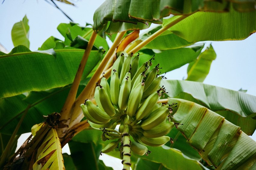 Traditional Use of Banana Leaves in South Indian Cuisine