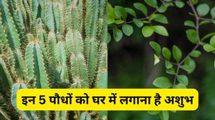vastu tips, vastu shastra, vastu tips for home, ghar ke liye vastu, vastu shastra for plants in hindi, plants for home, inauspicious plants as per vastu, vastu tips for plants at home, which plants are bad for home vastu, vastu plants to remove negative energy, plants that bring bad luck, vastu for indoor plants, vastu ke hisab se kaun se paudhe ghar me nahi lagane chahiye, vastu plants for home in hindi, ghar me kaun se paudhe nahi lagana chahiye, vastu dosh wale paudhe, ashubh paudhe vastu ke anusar, ghar ke liye paudhe vastu tips, paudhe jo bad luck late hain