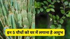 vastu tips, vastu shastra, vastu tips for home, ghar ke liye vastu, vastu shastra for plants in hindi, plants for home, inauspicious plants as per vastu, vastu tips for plants at home, which plants are bad for home vastu, vastu plants to remove negative energy, plants that bring bad luck, vastu for indoor plants, vastu ke hisab se kaun se paudhe ghar me nahi lagane chahiye, vastu plants for home in hindi, ghar me kaun se paudhe nahi lagana chahiye, vastu dosh wale paudhe, ashubh paudhe vastu ke anusar, ghar ke liye paudhe vastu tips, paudhe jo bad luck late hain