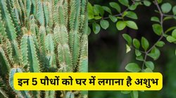 वास्तु के अनुसार घर में नहीं लगाने चाहिए ये 5 पौधे, वरना बन सकते हैं दुर्भाग्य का कारण, घर नहीं आएंगी मां लक्ष्मी