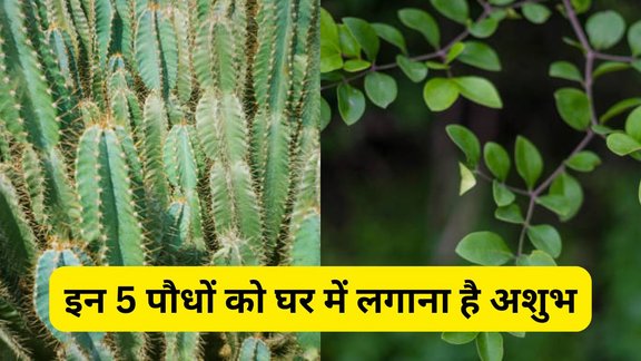 vastu tips, vastu shastra, vastu tips for home, ghar ke liye vastu, vastu shastra for plants in hindi, plants for home, inauspicious plants as per vastu, vastu tips for plants at home, which plants are bad for home vastu, vastu plants to remove negative energy, plants that bring bad luck, vastu for indoor plants, vastu ke hisab se kaun se paudhe ghar me nahi lagane chahiye, vastu plants for home in hindi, ghar me kaun se paudhe nahi lagana chahiye, vastu dosh wale paudhe, ashubh paudhe vastu ke anusar, ghar ke liye paudhe vastu tips, paudhe jo bad luck late hain