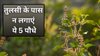 तुलसी के पास इन 5 पौधों को लगाना माना जाता है अशुभ, मां लक्ष्मी हो जाती हैं नाराज, हो सकती है धन की हानि