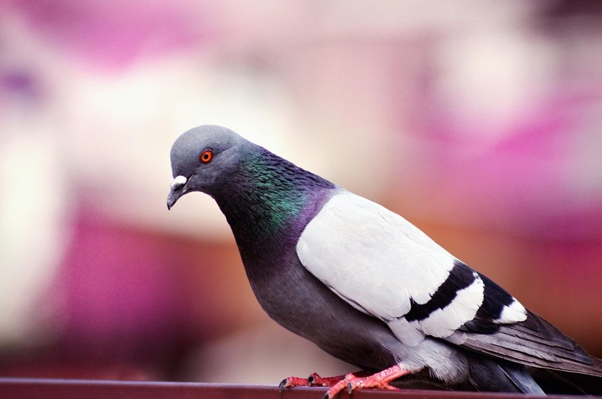 What Does It Mean When Birds Build Nests at Home Good or Bad Sign