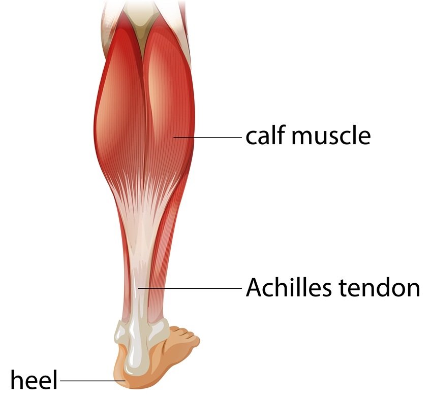 Your Body Has Two Hearts Know Why the Second One Beats in Your Legs