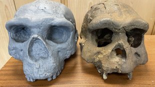 Million Year Old Skull, human evolution timeline, Homo erectus, Homo sapiens,