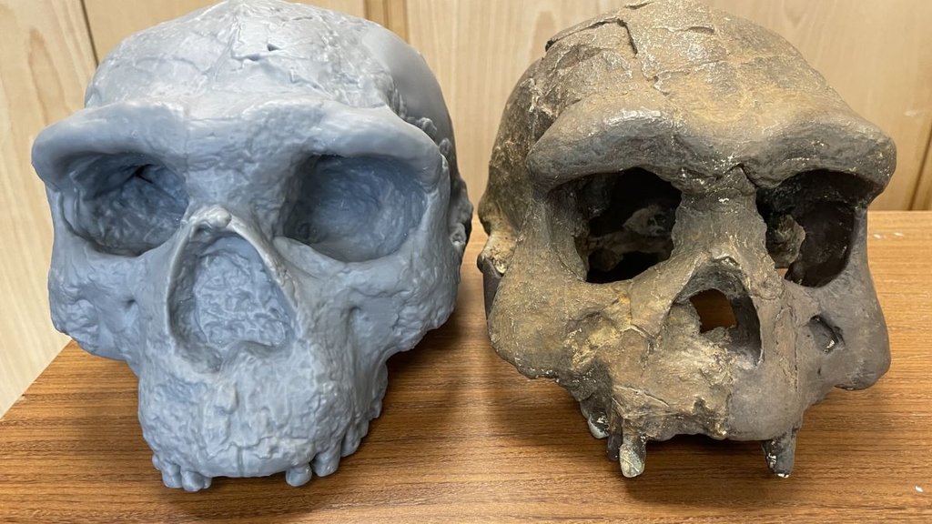 Million Year Old Skull, human evolution timeline, Homo erectus, Homo sapiens,