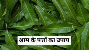 vastu tips in hindi, aam ke patton ka totka, aam ke patton ke upay, aam ke patton ke fayde, aam ke patton se negativity kaise door kara, vastu me aam ke patton ka mahatva, dukaan ke liye aam ke patton ka upay,vastu tips with mango leaves, mango leaves totka, how to attract good luck with mango leaves, how to remove negative energy with mango leaves, vastu tips, vastu shastra, vastu tips for mango leaves