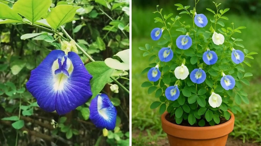 aparajita plant care, aparajita plant flowering aparajita plant care, aparajita plant flowering