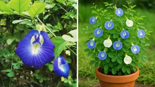 aparajita plant care, aparajita plant flowering