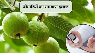 Guava Helps in Weight Loss, Guava Leaves Benefits, regulating blood sugar with guava leaves, health benefits of guava leaves, guava leaves for weight loss
