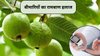 ये फल ही नहीं इसके पत्ते भी है अमृत, एक साथ करते हैं कई बीमारियों का इलाज, आयुर्वेदिक डॉक्टर ने बताया इसे हर्बल मेडिसिन