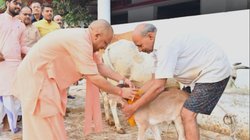 गोरखनाथ मंदिर की गोशाला में सीएम योगी ने की गोवर्धन पूजा, गोवंश को दुलारा
