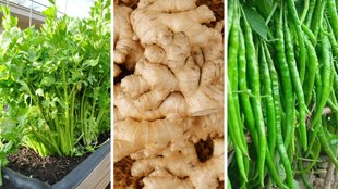 how to store coriander, how to store chili, how to store ginger, dhaniya mirchi adrak ko kaise kren store