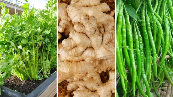 how to store coriander, how to store chili, how to store ginger, dhaniya mirchi adrak ko kaise kren store