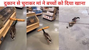 Duck, Duck Viral Video, video viral