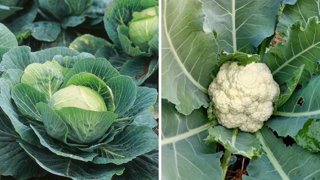 gobhi se kide nikalne ka tarika, gobhi se kida kaise nikale, band gobhi ka kida, How to remove Insects from cauliflower and cabbage in Hindi gobhi se kide nikalne ka tarika, gobhi se kida kaise nikale, band gobhi ka kida, How to remove Insects from cauliflower and cabbage in Hindi