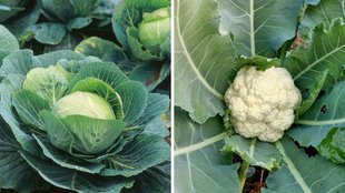 gobhi se kide nikalne ka tarika, gobhi se kida kaise nikale, band gobhi ka kida, How to remove Insects from cauliflower and cabbage in Hindi
