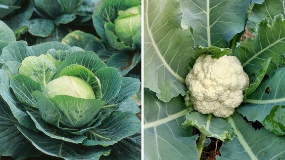 gobhi se kide nikalne ka tarika, gobhi se kida kaise nikale, band gobhi ka kida, How to remove Insects from cauliflower and cabbage in Hindi