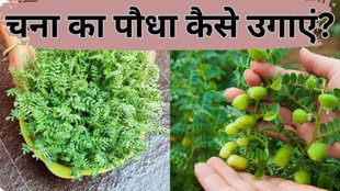 hara chana saag kaise ugane jaane tarika | how to grow green chickpeas plant at home | chana saag