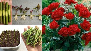 Gulab ki kalam kaise lagaye | Easy way to grow rose from cutting | how to grow rose plant from cutting